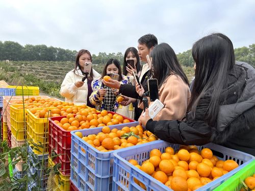 超百萬粉絲大V直播帶動貢柑銷售 仁化農產品銷售模式轉型升級持續發力中