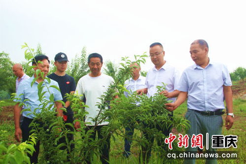 銅梁 政府為農產品搭橋助貧困戶增收