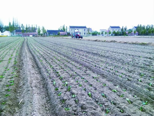 如皋市農委 撐起農產品質量安全 保護傘