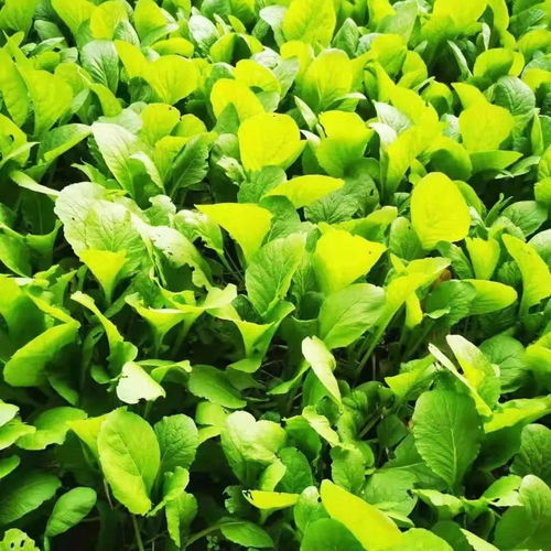 疫情別慌 娘家推薦巾幗農產品