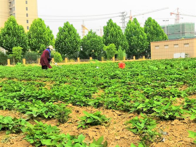 原創農民種植一種農作物,5畝收入3.5萬元,竅門在哪里?