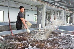 斗門區加強農產品質量安全建設 建立 產管 監管體系