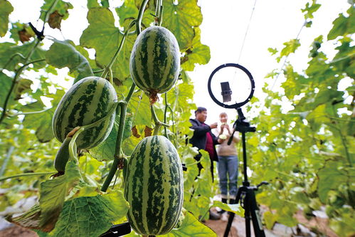 河北省遷安市大力發展設施農業 休閑農業,通過手機直播為自家農產品 代言