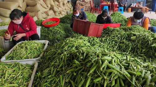 如何破解農產品銷售難 云南景東推進產地到銷售互聯互通