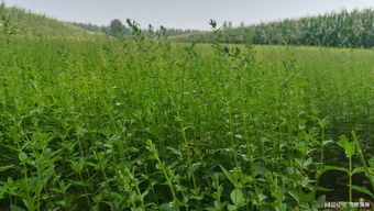 你不得不知道的農(nóng)產(chǎn)品銷售新方式