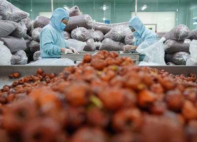 河北黃驊:冬棗深加工 延伸產(chǎn)業(yè)鏈