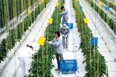 農(nóng)村致富新思路,創(chuàng)新創(chuàng)業(yè)與現(xiàn)代農(nóng)業(yè)相結(jié)合