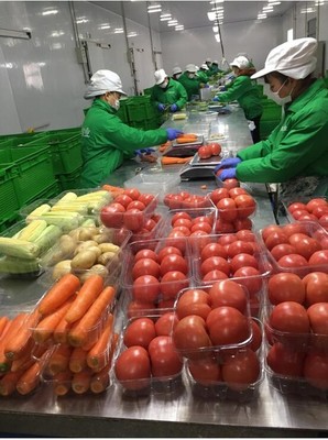 安溪新鮮蔬菜配送商家 專車配送