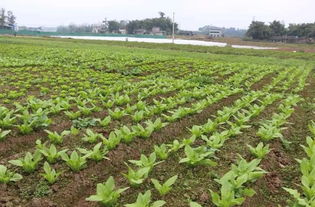 喜報 同安榮獲 國家農產品質量安全縣 稱號 為家鄉喝彩