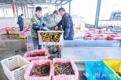 洪山菜薹仙桃黃鱔入選農業品牌培育 國榜