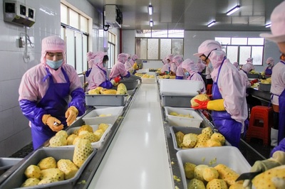 徐聞菠蘿深加工前景闊!中國菠蘿第一鎮鎮長:將為企業進駐提供優惠!