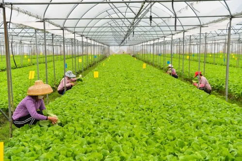 看 海口菜農笑臉登上 人民日報 頭版