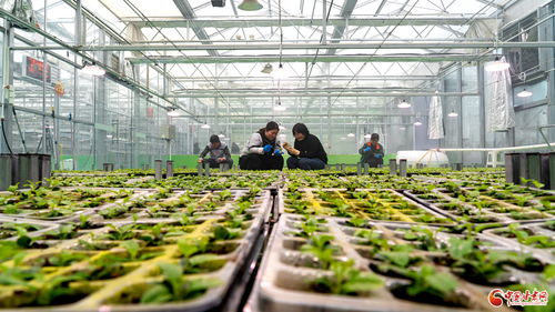 依托獨特資源稟賦 甘肅聚焦做好 土特產 文章