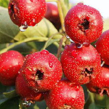 鮮山楂供應(yīng)價格 鮮山楂供應(yīng)批發(fā) 鮮山楂供應(yīng)廠家 