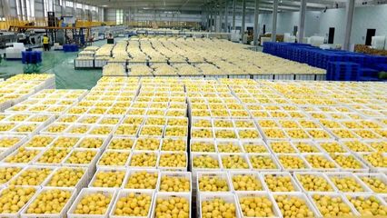 我們的2022 | 特色農產品賦能鄉村振興 撐起縣域經濟新引擎