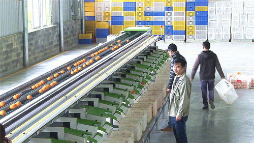 武鳴沃柑有望按 國家標準 生產