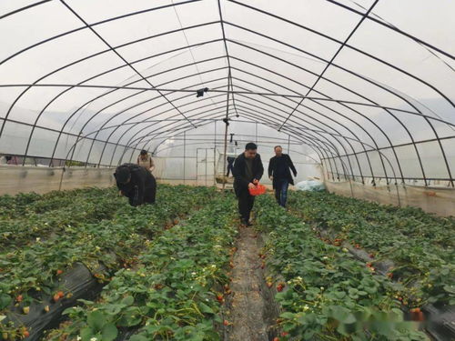 省州聯動在湘西州開展第一季度農產品質量例行監測