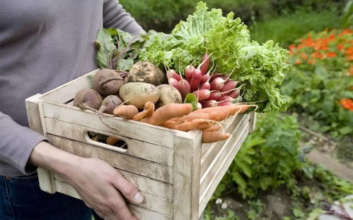 頭條 國內外果蔬加工業發展趨勢