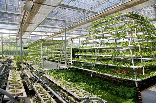 做大做強 西充爭當中國西部有機農業 排頭兵