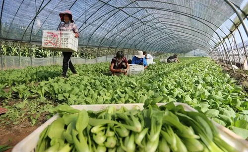 視點丨健全農產品指數 讓大數據引導農業生產