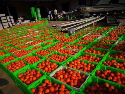 滄源:推進農產品商品化