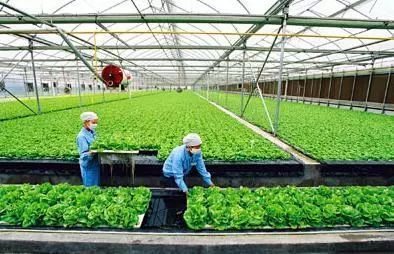 天啦!最新現代農業模式刷爆朋友圈!據說一棚菜的年銷售額高達210萬!