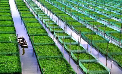 思考|國美入局農業,誰是大贏家.