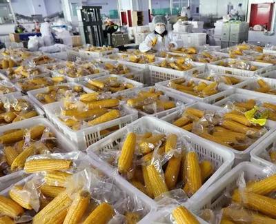 熱風烘干機:輕松解決農產品干燥問題,開啟創業新篇章