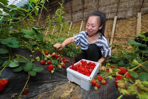 農業產業蓬勃發展鄉村振興綻放華彩 央廣網