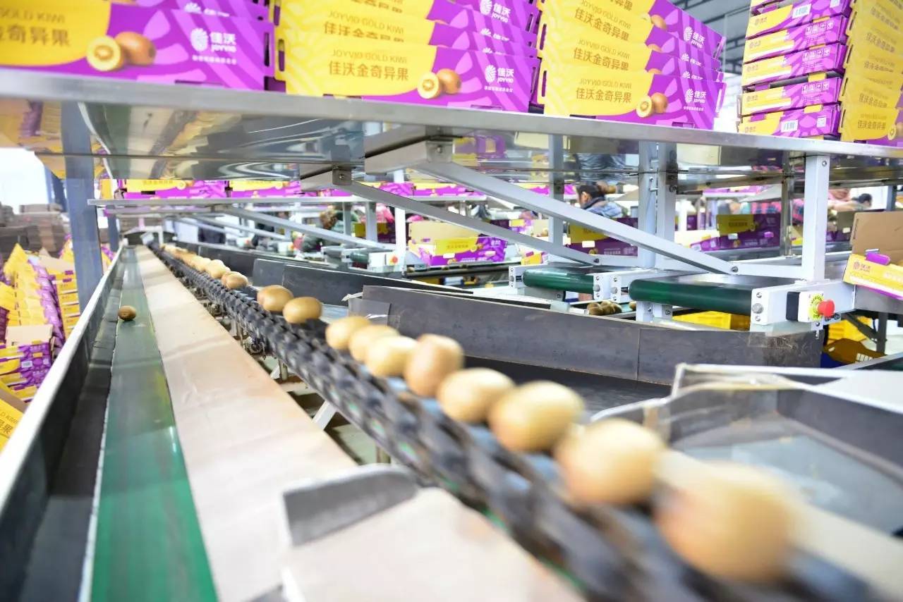 我國水果高科技!江西綠萌使南非果農用上頂級分揀技術(附視頻)_科技_網