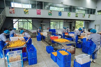 隨縣小林鎮:黃桃罐頭變“黃金”!