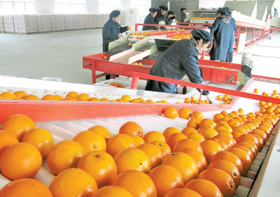 從加工原料專用基地“起跑”