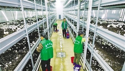 南昌安義縣:智能化種植 助力企業增收增效