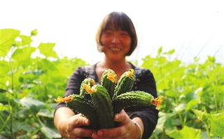 臨漳縣狄邱鄉北張村有機農產品生產基地