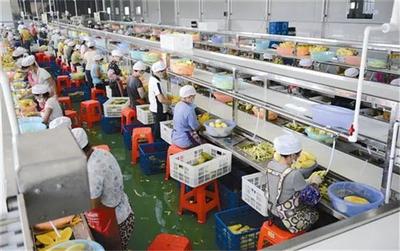 萬億級市場!農產品加工業如何數字化轉型與突破