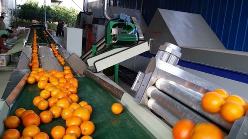 云陽 打好 組合拳 助力全鏈?zhǔn)称忿r(nóng)產(chǎn)品產(chǎn)業(yè)高質(zhì)量發(fā)展