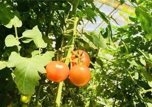 新區(qū)農(nóng)產(chǎn)品被授權(quán)使用 青島農(nóng)品 品牌