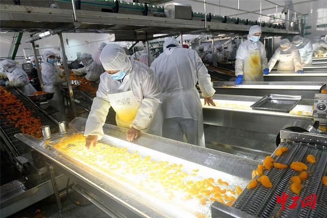 湖北宜昌:柑橘加工企業(yè)生產(chǎn)忙