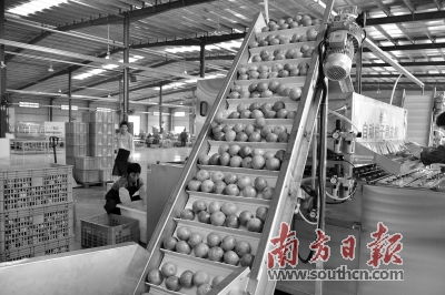 農(nóng)業(yè)大市如何強(qiáng)起來(lái)