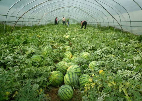 打造區(qū)域特色品牌 首批山東省優(yōu)質(zhì)產(chǎn)品基地亮相