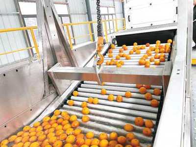 三峽庫區(qū)首個全功能柑橘加工生產(chǎn)線正式投入運營