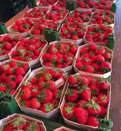 農(nóng)產(chǎn)品 食品加工廠如何玩轉(zhuǎn)休閑觀光 四大案例教會你