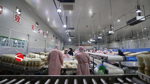 泗陽 小菌菇 長 成大產業