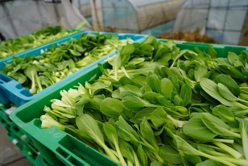 蔬菜保供馬不停蹄,市民 菜籃子 越端越穩