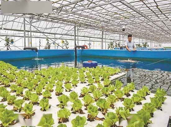 十位院士齊聚廣州南沙論道水產種業創新發展,推動打造灣區種業燈塔