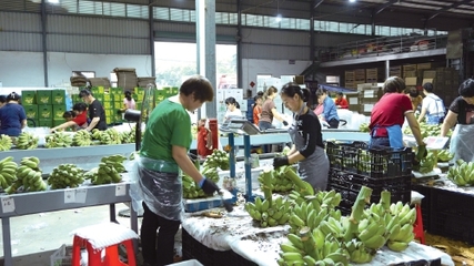 從“禁止蕉綠”發現農產品情緒價值營銷