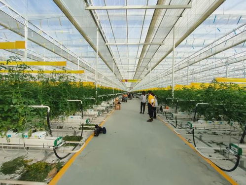 未來農業什么樣 這個小鎮是 標桿