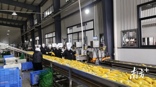 懷集 希望在綠色的田野上