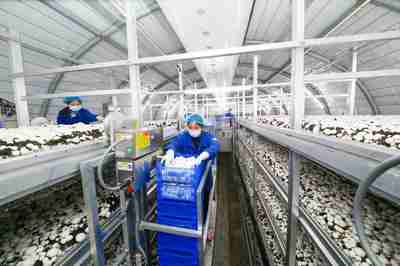 江蘇扶貧企業48棟現代化“菇房”日供雙孢菇產品20噸出口海外