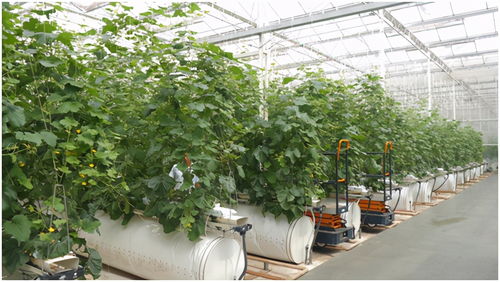 蘇寧家樂福簽約南通萬畝蔬菜基地 打造近場會員店新鮮短供應(yīng)鏈